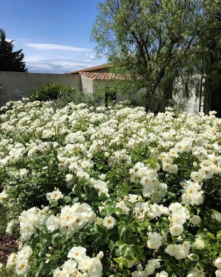 B&B Mas De Caustes Saint-Rémy-de-Provence Eksteriør bilde